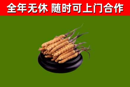 乌拉特中旗回收散虫草