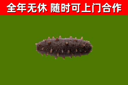 乌拉特中旗回收海参干